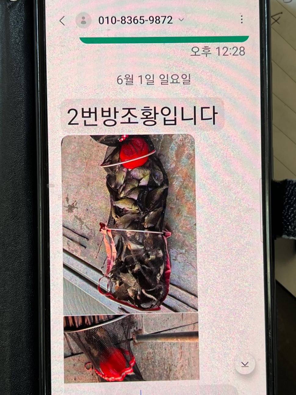 5월31일 토요일 1톤 방류 사진 및 초 대박 조황입니다 (유료터정보 - 유료터점주조황)