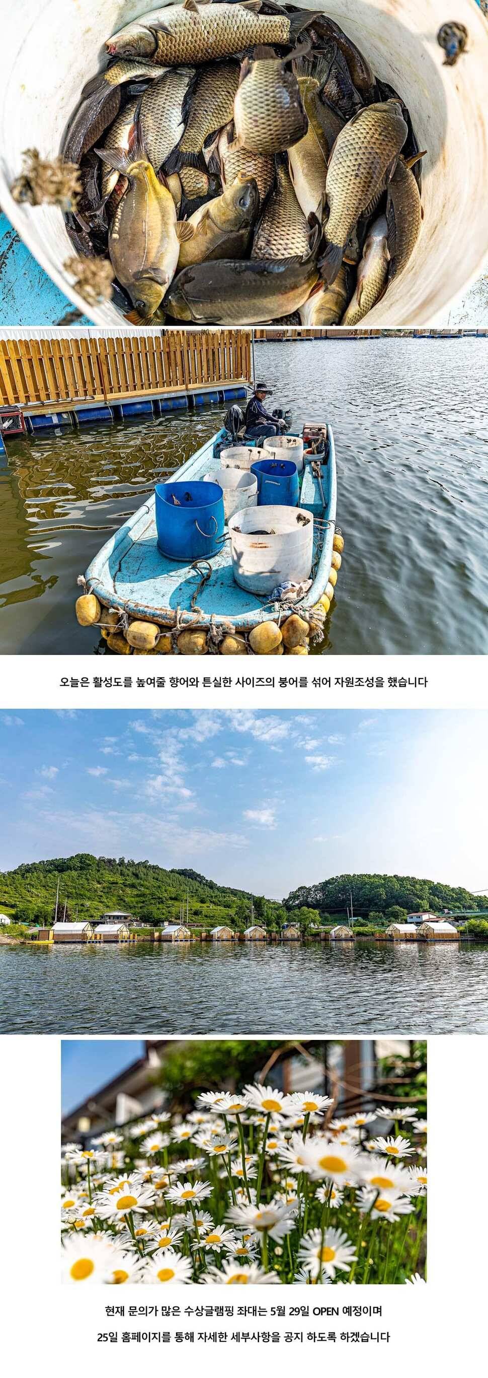 안성 두메낚시터 5월 23일 조황정보 (유료터정보 - 유료터점주조황)