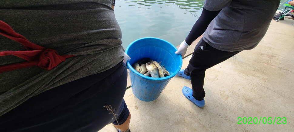 수곡지 양평 수곡낚시터 5월네째주 주말 조황 입질시간대 파악이 중요한듯합니다 (유료터정보 - 유료터점주조황)