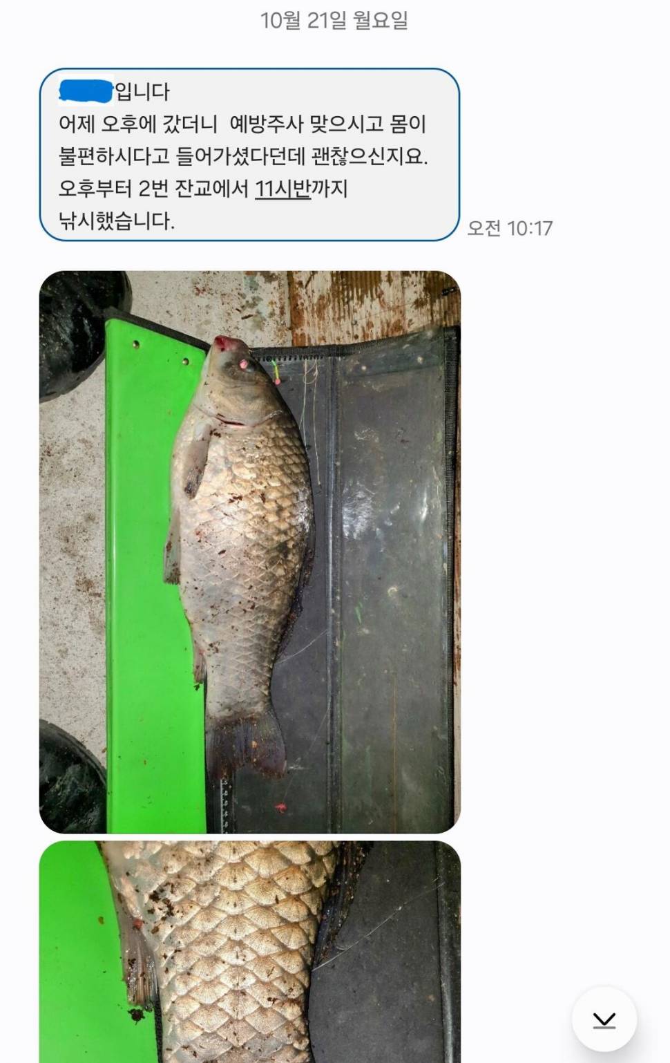 2024년 10월 넷째주 조황정보 용담낚시터사암지사짜 11마리 (유료터정보 - 유료터점주조황)