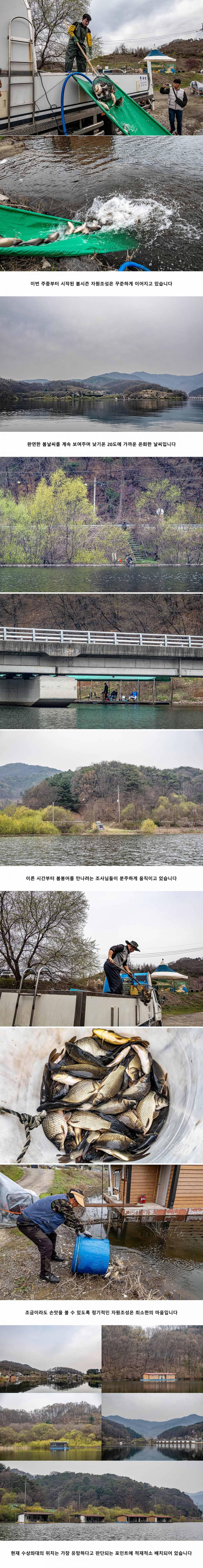 안성 두메낚시터 4월 6일 조황정보 (유료터정보 - 유료터점주조황)