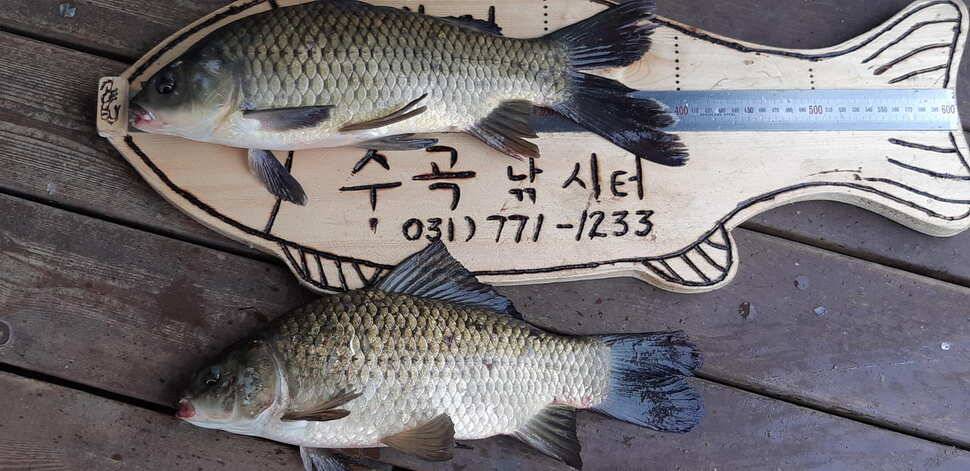 힐링 수곡낚시터 주말금요일 큰편차없이 고른 조황이 나옵니다 (유료터정보 - 유료터점주조황)