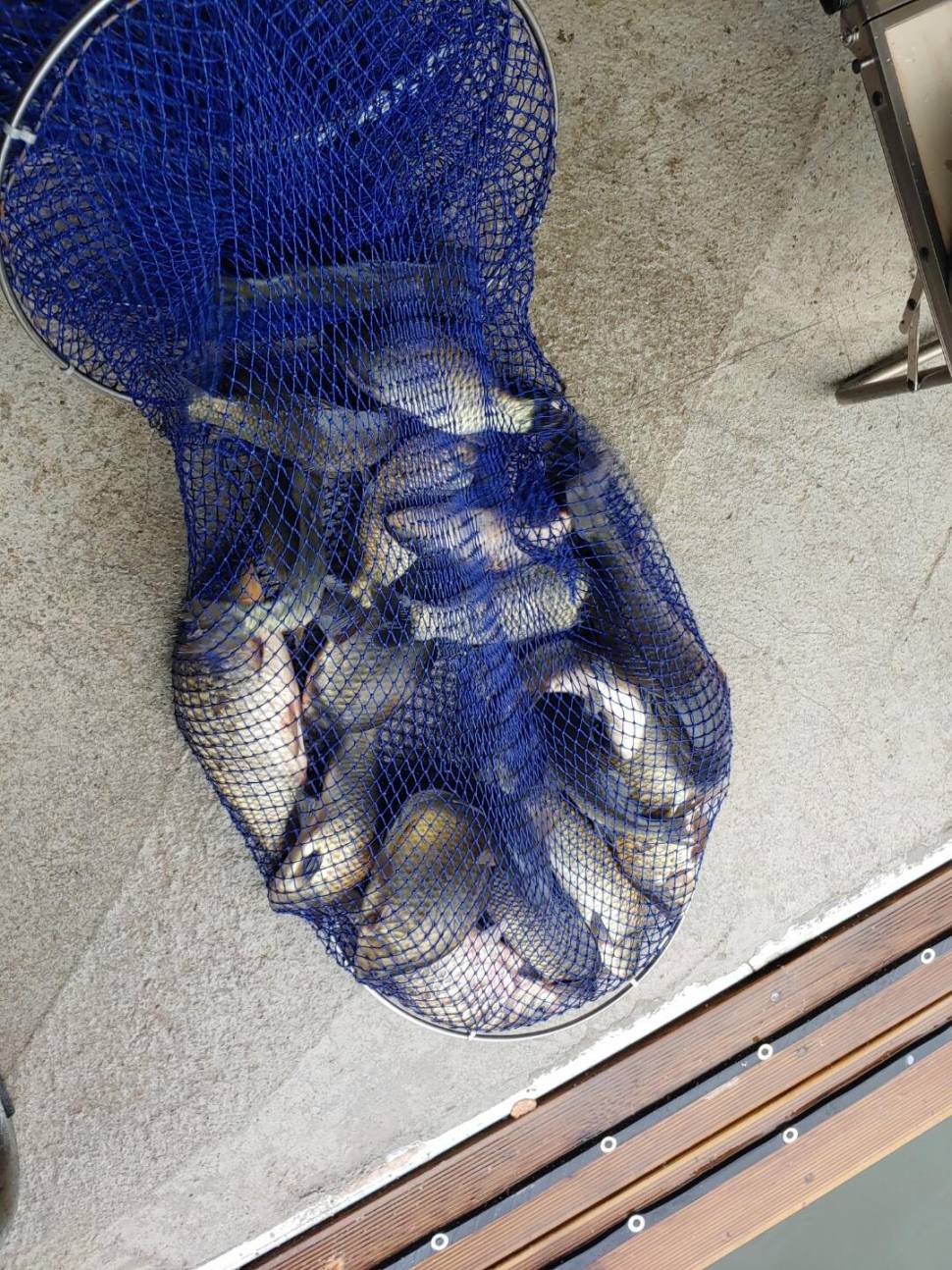반제낚시터 붕어조황정보입니다 (유료터정보 - 유료터점주조황)