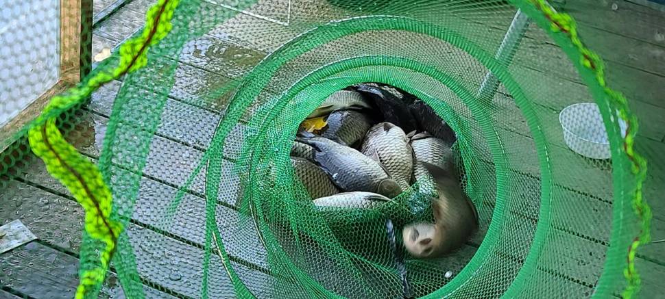 가을붕어 낚시 양평 힐링 수곡낚시터 수요일 어제 좀더 나은 조과들입니다 (유료터정보 - 유료터점주조황)