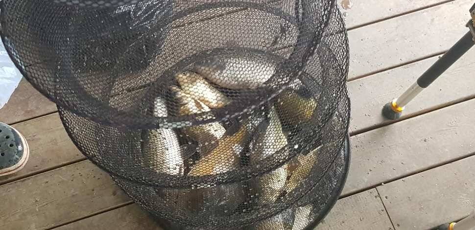 양평 수곡낚시터 금요일토요일 조황및 붕어방류안내 (유료터정보 - 유료터점주조황)