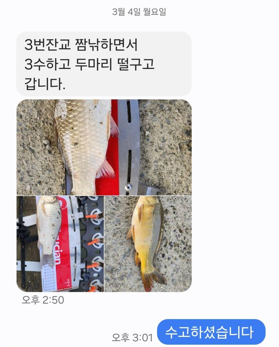 2024년 03월 첫째주 조황정보 붕어방류 (유료터정보 - 유료터점주조황)