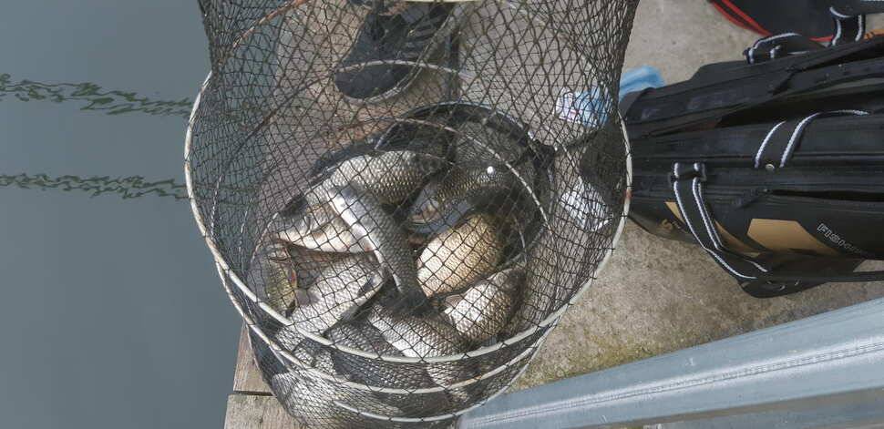 힐링 수곡낚시터 주말 토요일 붕어 조황 및 붕어방류 (유료터정보 - 유료터점주조황)