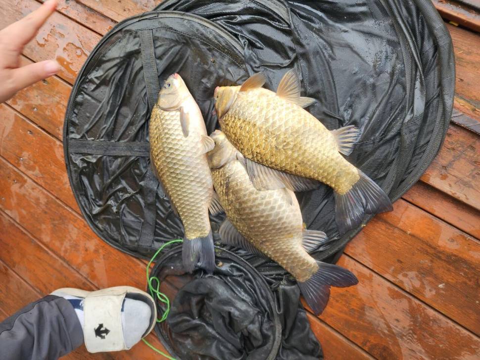 송전지 창신집 45cm 대박 조황 (유료터정보 - 유료터점주조황)