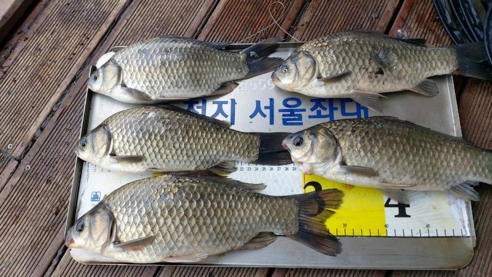 송전지서울좌대6월6일조황 (유료터정보 - 유료터점주조황)