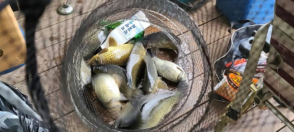 양평 힐링 수곡낚시터 월화 주초 호조황 포함 조과 금일 붕어방류 (유료터정보 - 유료터점주조황)