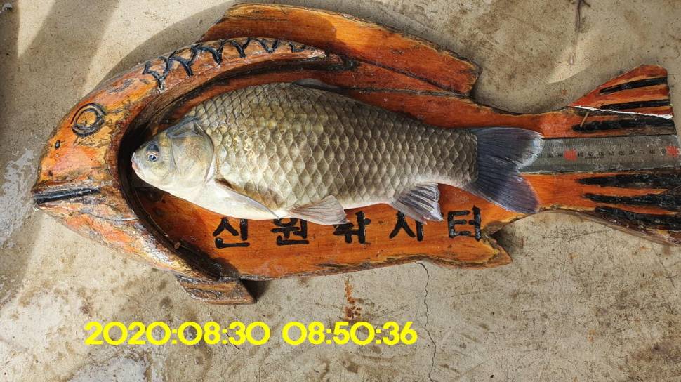 신원낚시터 9월16일 토종붕어 43짜리와 덩어리들 사진입니다 (유료터정보 - 유료터점주조황)