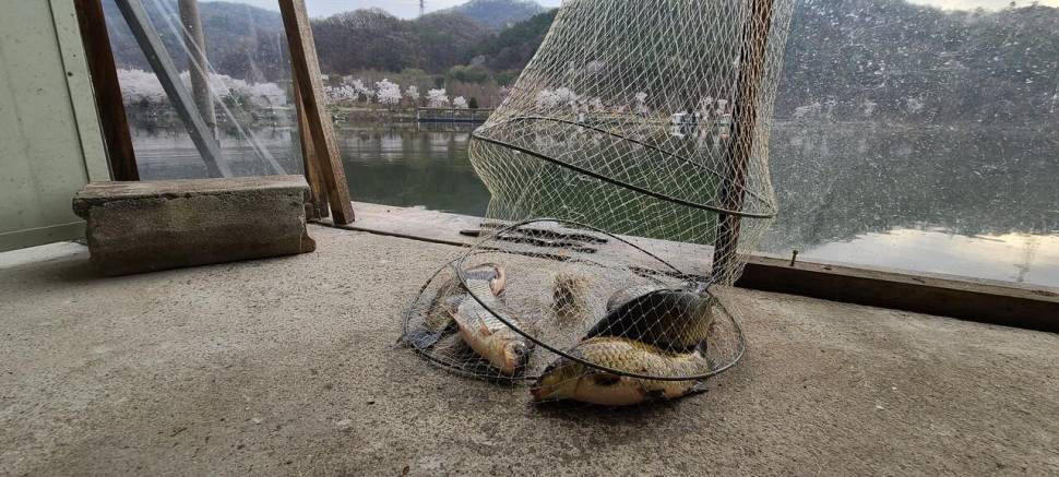 멋진풍광속 힐링 수곡낚시터 월화 주초 조황 및 붕어 방류 안내 (유료터정보 - 유료터점주조황)