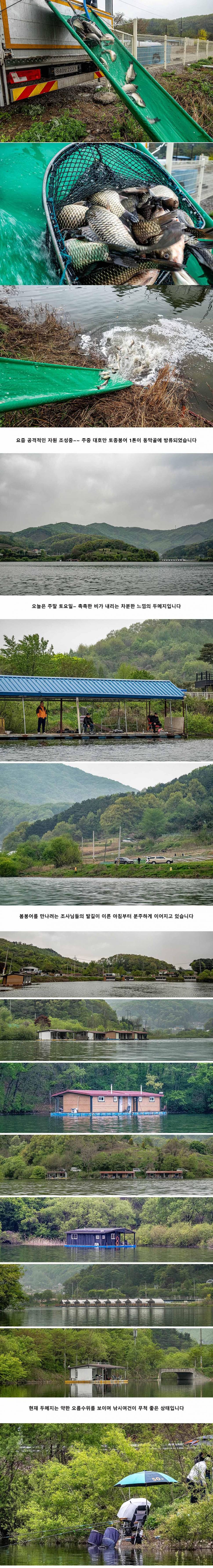안성 두메낚시터 4월 20일 조황정보 (유료터정보 - 유료터점주조황)