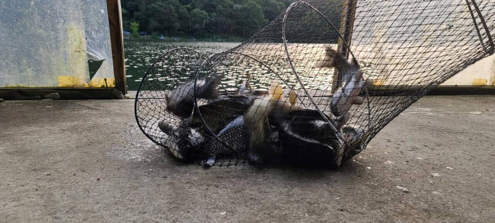 추석 연휴 양평 수곡낚시터 조황 및 붕어 대량 방류 (유료터정보 - 유료터점주조황)