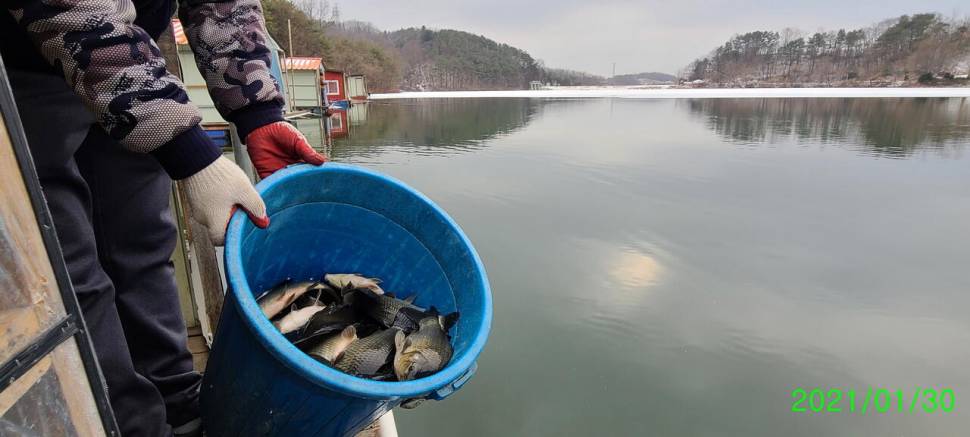 동절기 힐링붕어낚시 수곡낚시터 주후반주말 조황 붕어방류 (유료터정보 - 유료터점주조황)