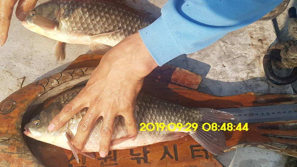 신원낚시터 10월1일 토종대물4짜와 덩어리가 마릿수로 (유료터정보 - 유료터점주조황)