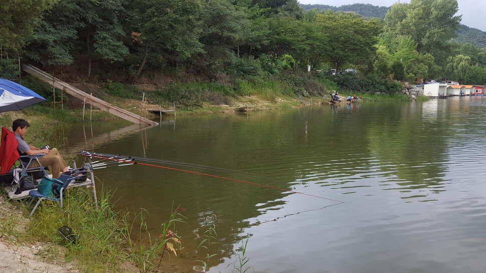 힐링 양평 수곡낚시터 목금요일 편차가 많아 고른 조황이 나오지 못했네요 오늘 붕어방류 완료 (유료터정보 - 유료터점주조황)