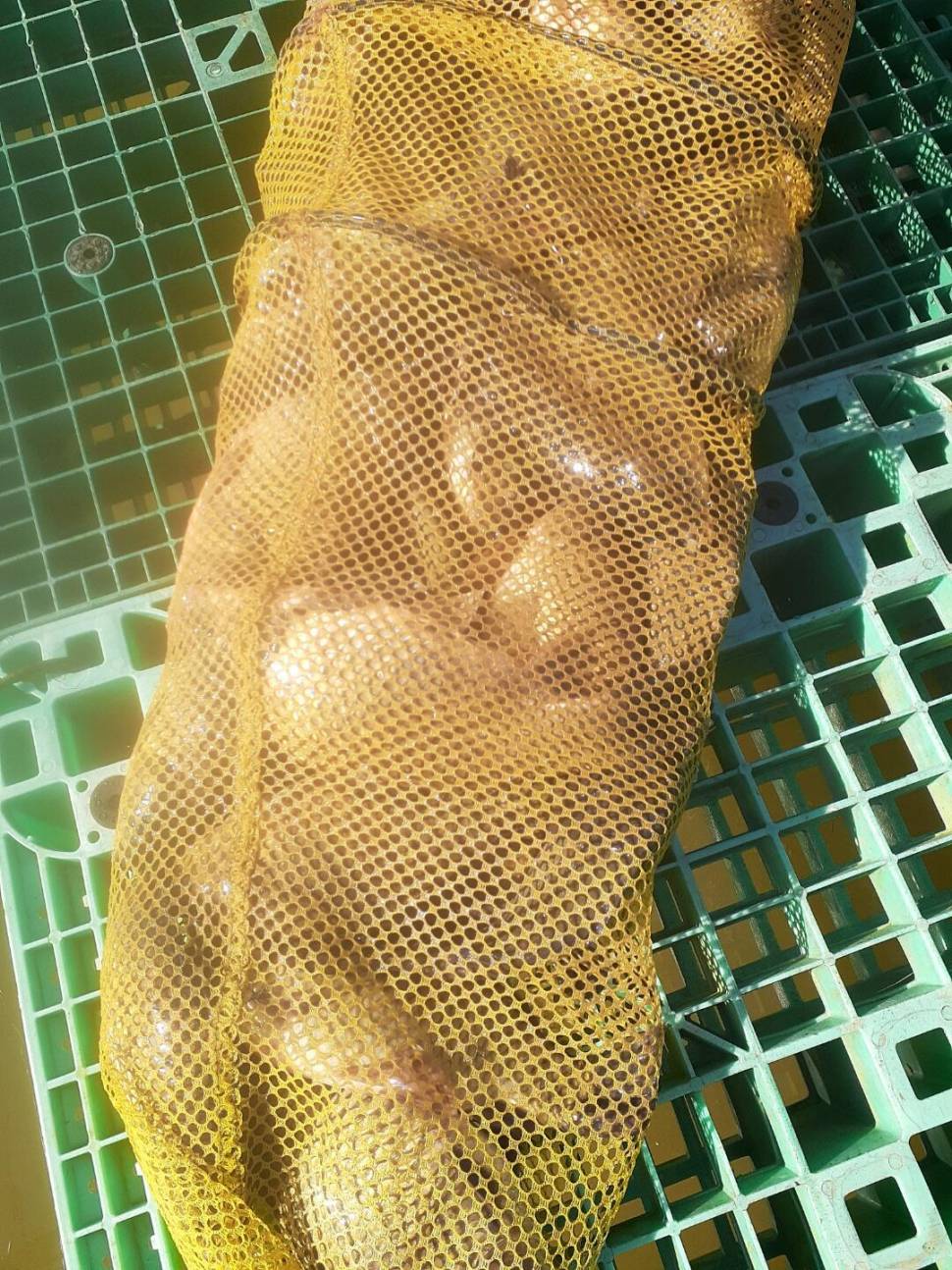 1미터 찌를 몸통까지 올려주는 경주동산낚시터 붕어들 (유료터정보 - 유료터점주조황)