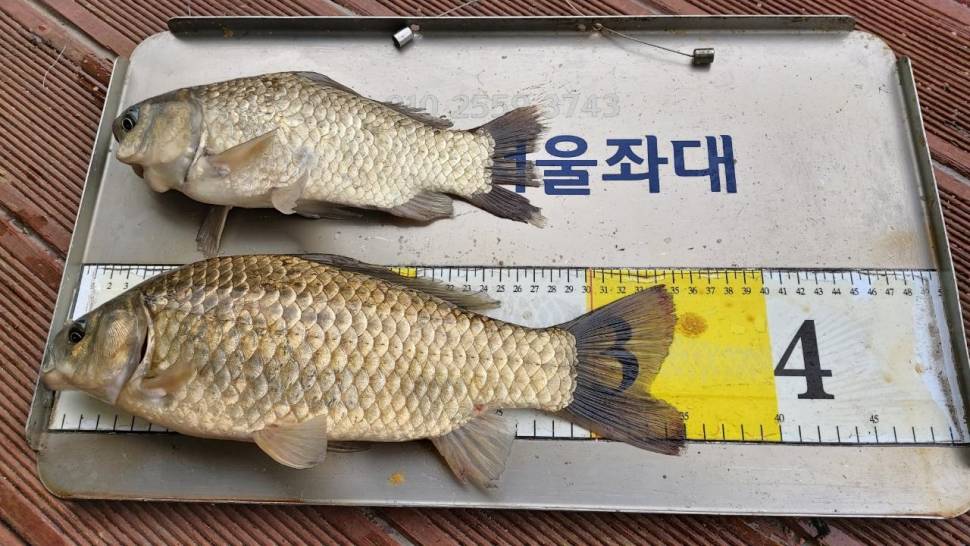 서울좌대에연속대박4짜와대물들 (유료터정보 - 유료터점주조황)