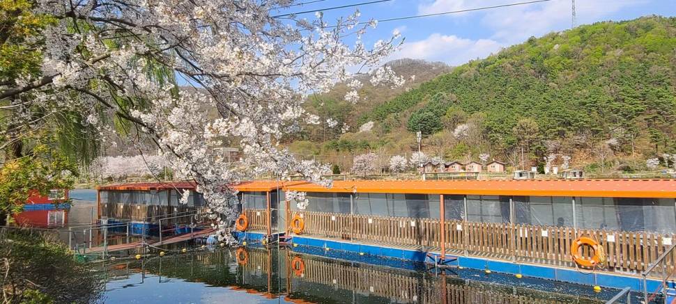 4월둘째주 양평 힐링 수곡낚시터 조황 붕어방류 (유료터정보 - 유료터점주조황)