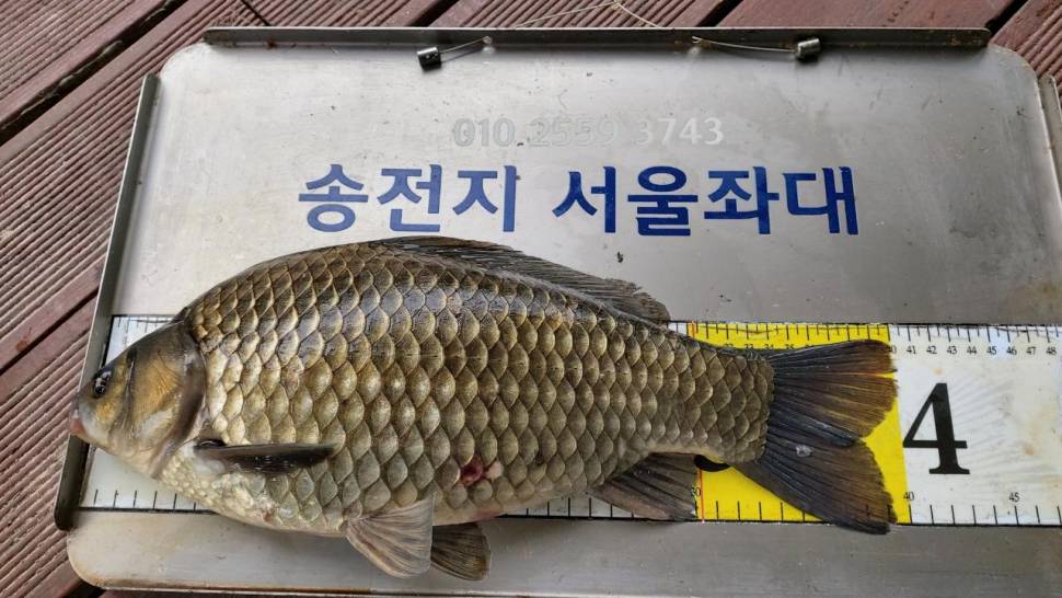 서울좌대에연속대박4짜와대물들 (유료터정보 - 유료터점주조황)