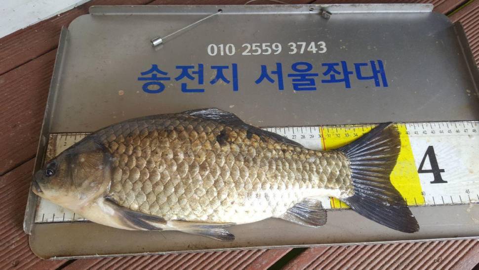 송전지서울집좌대5월10일조황 (유료터정보 - 유료터점주조황)