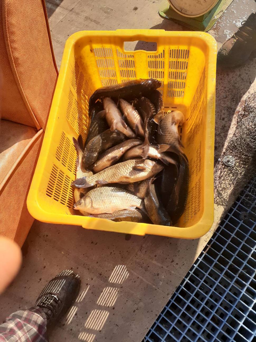 경주 동산낚시터붕어 전용잡이터지난주 조황 (유료터정보 - 유료터점주조황)