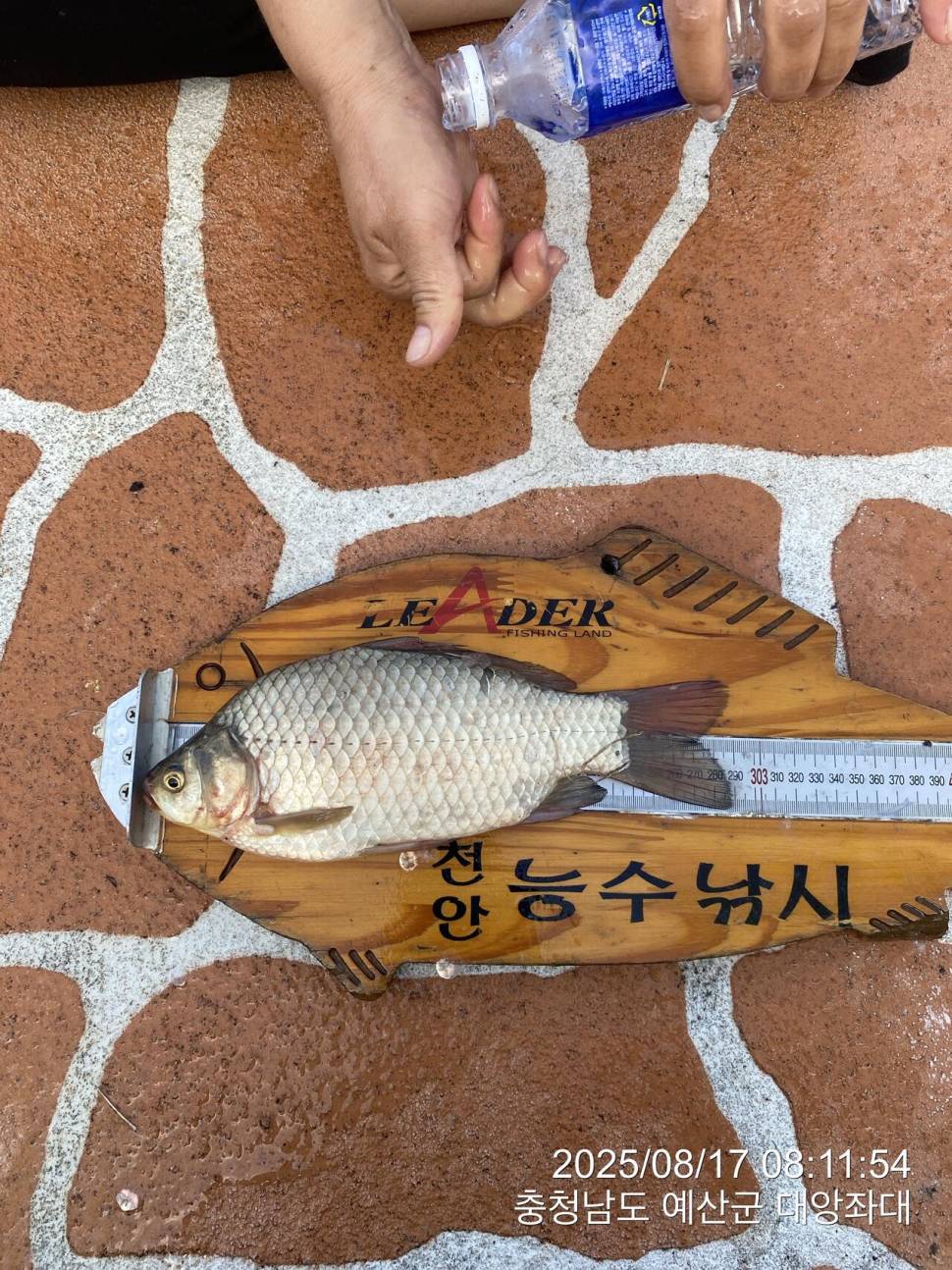 예당저수지 대양좌대 2025년 08월 17일 붕어조황 (유료터정보 - 유료터점주조황)