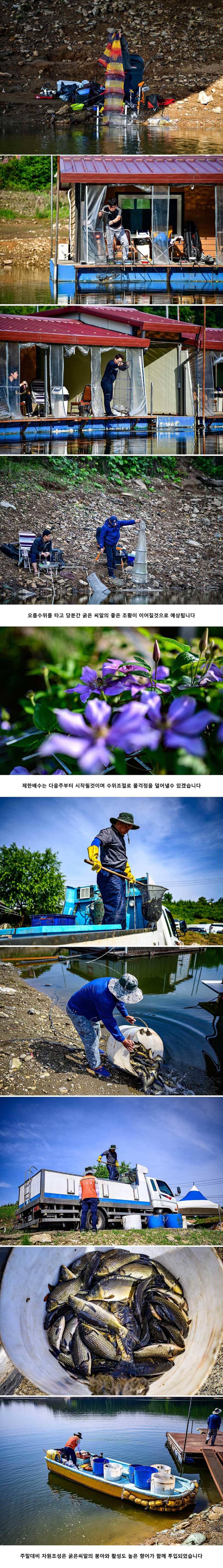 안성 두메낚시터 6월 8일 조황정보 (유료터정보 - 유료터점주조황)