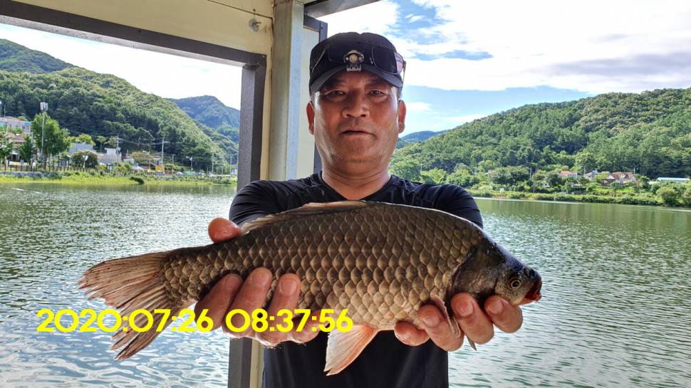 신원낚시터7월29일 토종붕어 방류 소식과 조황입니다 (유료터정보 - 유료터점주조황)