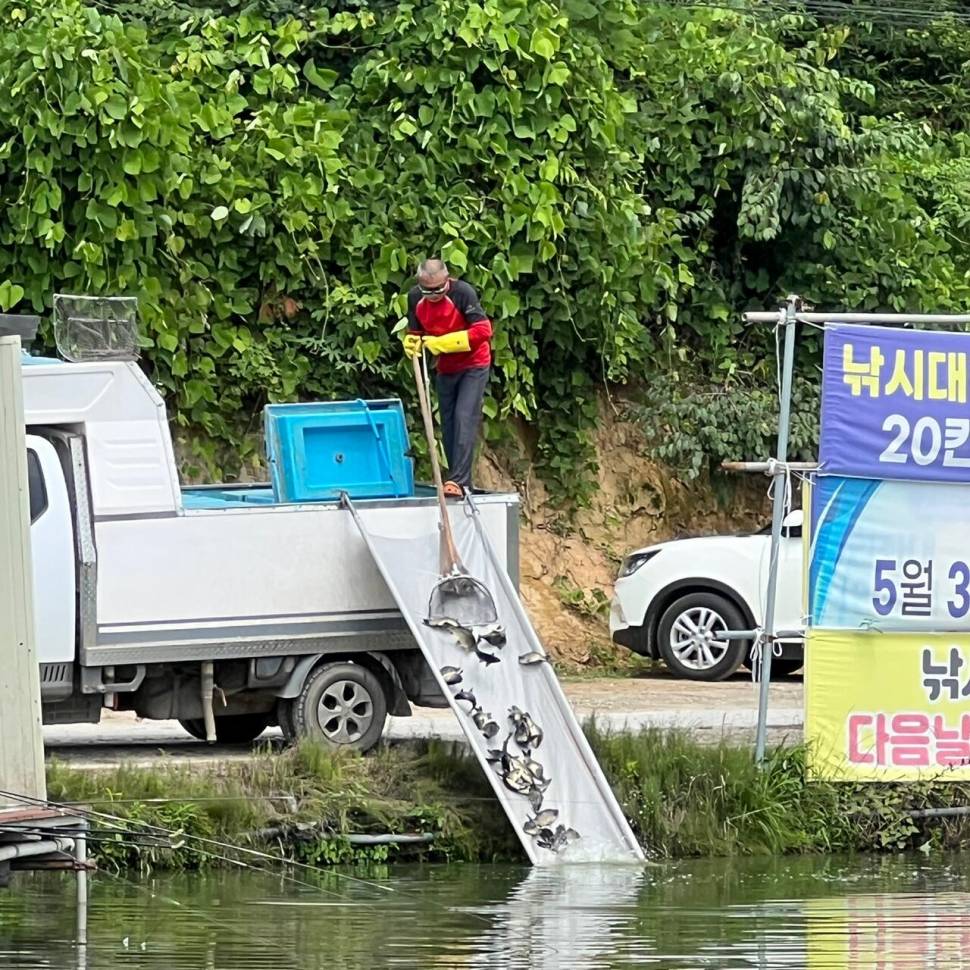 붕어방류 와 조황입니다 (유료터정보 - 유료터점주조황)