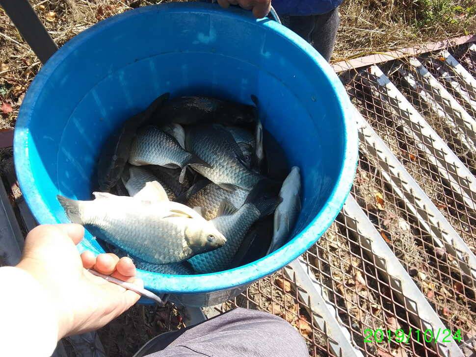 수곡낚시터 어제부터 낮시간에도 붕어들이 나와주네요 오늘 붕어방류 완료하였습니다 (유료터정보 - 유료터점주조황)