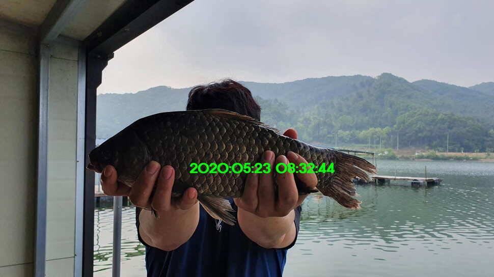 신원낚시터 6월2일토종대물 445짜리와 덩어리들 사진입니다 (유료터정보 - 유료터점주조황)