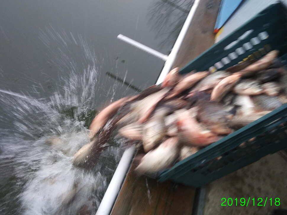 힐링 수곡낚시터 주중 붕어 조황 및 토종붕어 추가 방류 안내 (유료터정보 - 유료터점주조황)