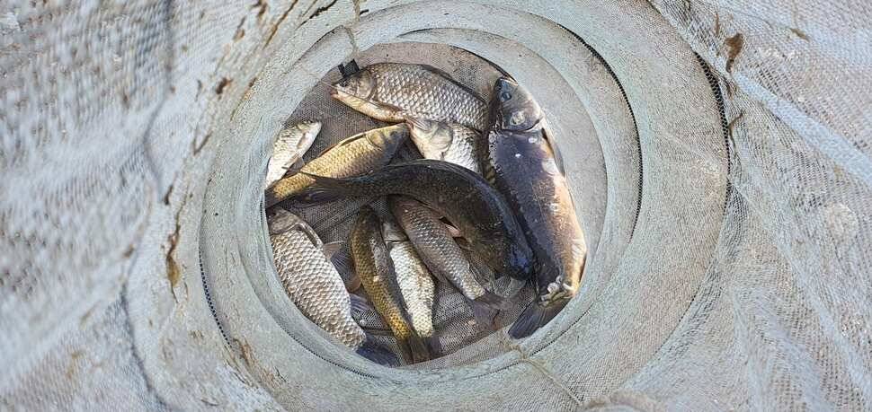 공주 고성낚시터 입니다 (유료터정보 - 유료터점주조황)