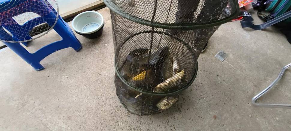 셋째주 주중 힐링 수곡나낏터 조황 및 오늘 붕어 방류 (유료터정보 - 유료터점주조황)