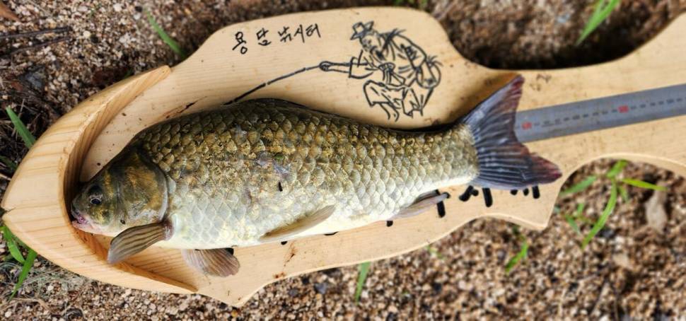 2024년 7월 둘째주 조황정보 용담낚시터사암지 4짜 4마리 (유료터정보 - 유료터점주조황)