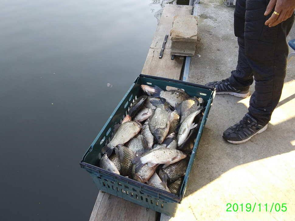 양평 수곡 낚시터 오늘도 자연산 토종붕어 대량 방류 및 조황 안내드려요 (유료터정보 - 유료터점주조황)
