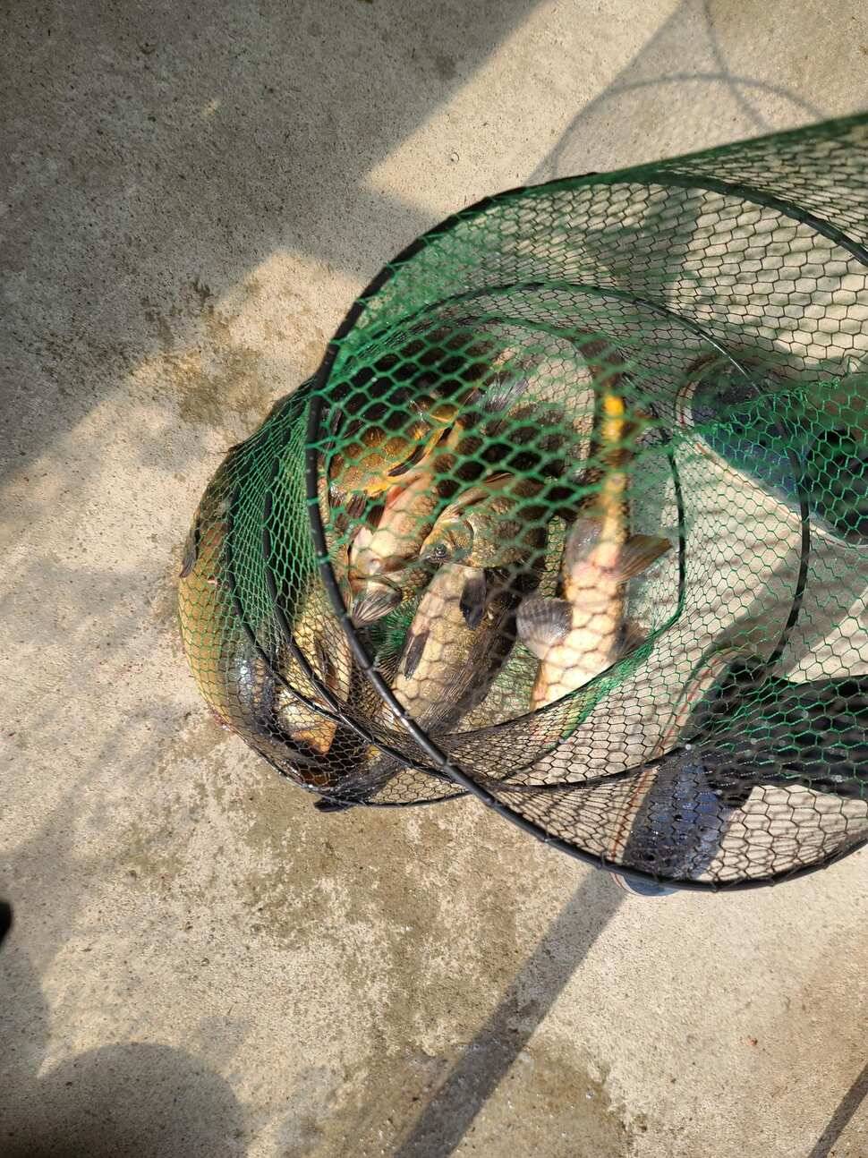 힐링 양평 수곡낚시터 4월 넷째주 주초 좋은 조황 및 붕어 방류 안내 (유료터정보 - 유료터점주조황)