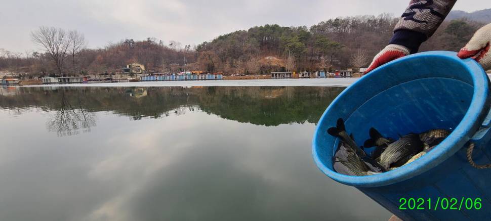 겨울붕어 물낚시 수곡낚시터 2월첫주 주후반주말 조황 및 붕어방류 (유료터정보 - 유료터점주조황)