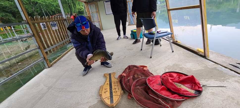 수곡낚시터 어제조황도 씨알고 마릿수가 좀더 늘어나고 있습니다 (유료터정보 - 유료터점주조황)