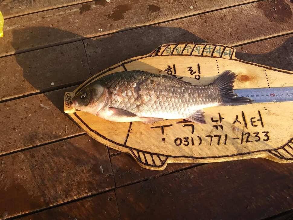 수곡낚시터 사은행사 및 방한시설 완비 자연산 붕어 금일 또 방류 조황 안내 (유료터정보 - 유료터점주조황)