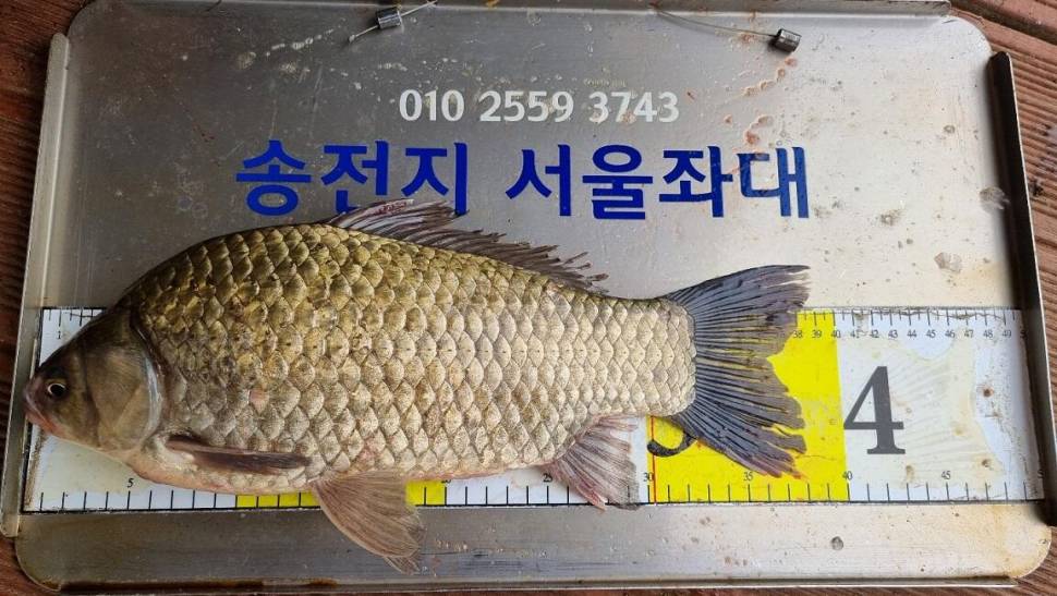 송전지서울좌대5월2일조황 (유료터정보 - 유료터점주조황)