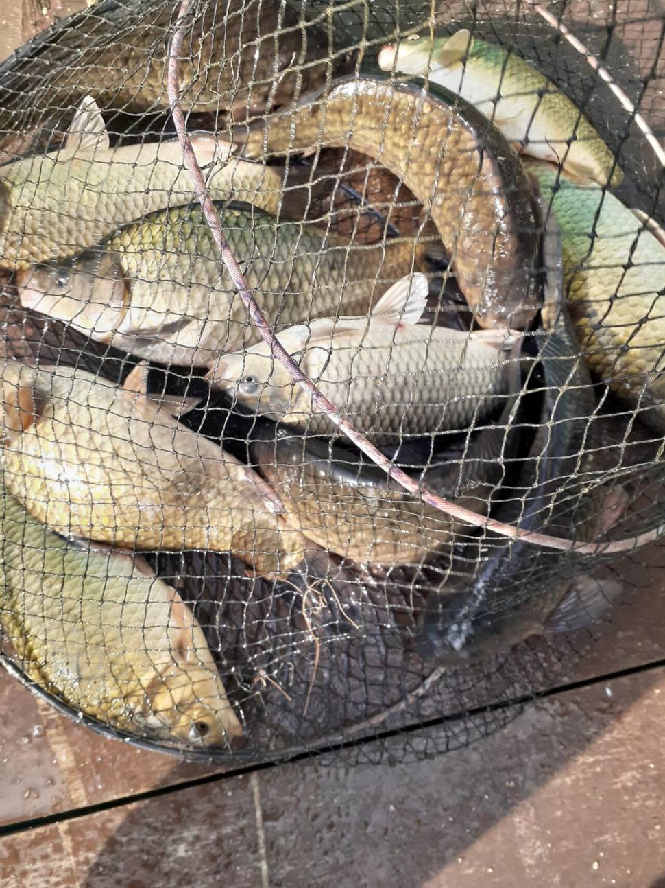 경주동산낚시터붕어 전용잡이터지난주 조황 (유료터정보 - 유료터점주조황)