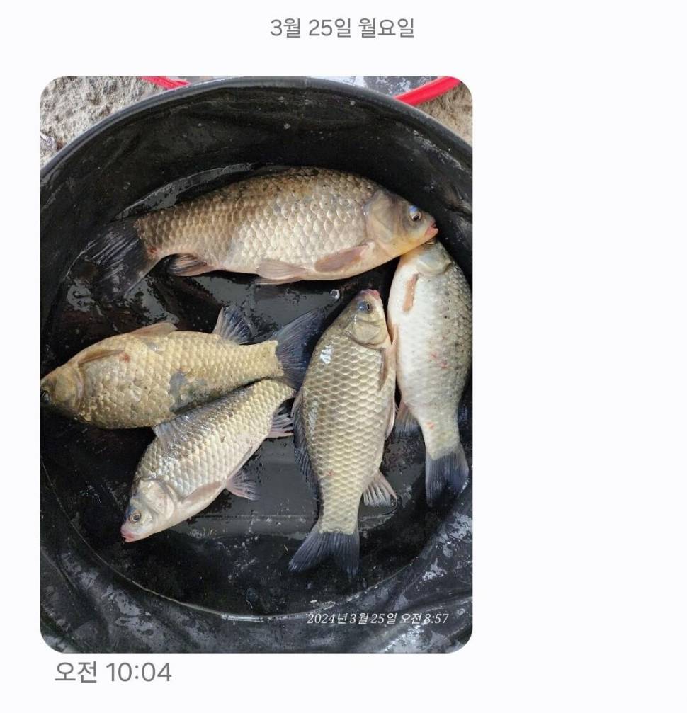 2024년 03월 넷째주 조황정보 용담낚시터사암지 이번주 4짜 3마리 (유료터정보 - 유료터점주조황)
