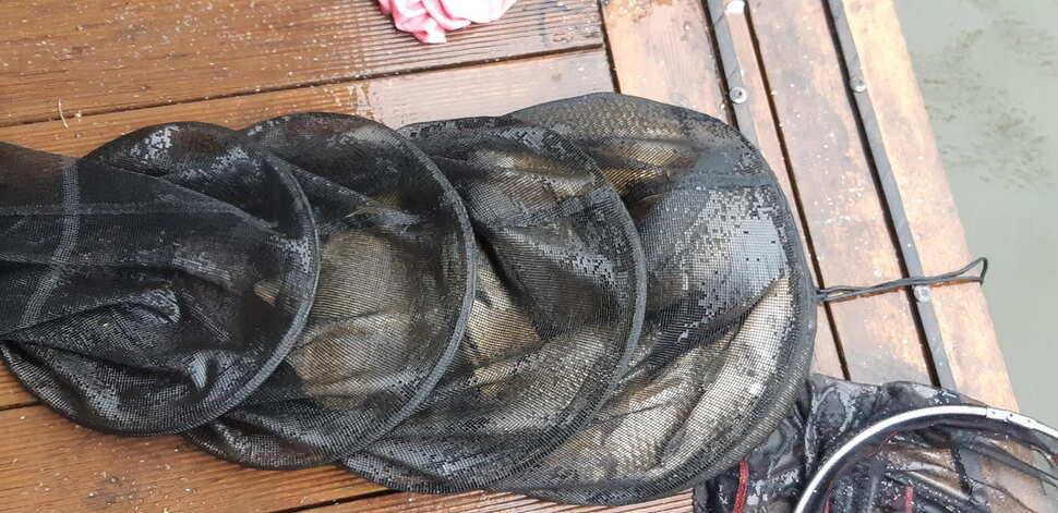 힐링 수곡낚시터 주말금요일 큰편차없이 고른 조황이 나옵니다 (유료터정보 - 유료터점주조황)