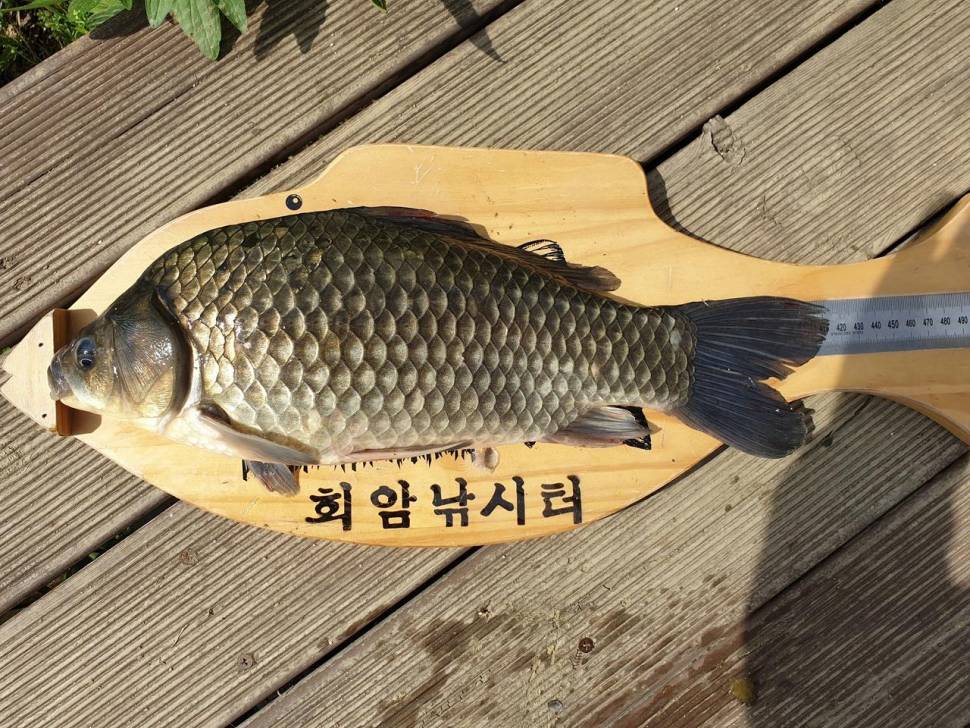 회암지 조황정보 (유료터정보 - 유료터점주조황)