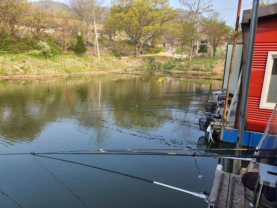 힐링 수곡낚시터 더좋은 조황이 나와주네요 오늘도 붕어방류 합니다 (유료터정보 - 유료터점주조황)