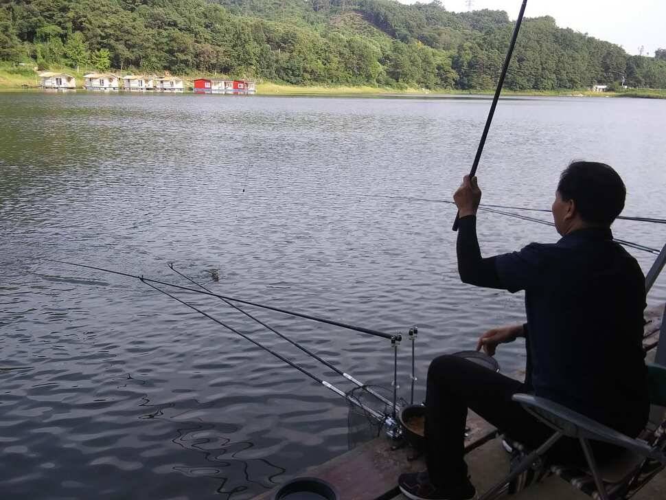 힐링 양평 수곡낚시터 목금요일 편차가 많아 고른 조황이 나오지 못했네요 오늘 붕어방류 완료 (유료터정보 - 유료터점주조황)