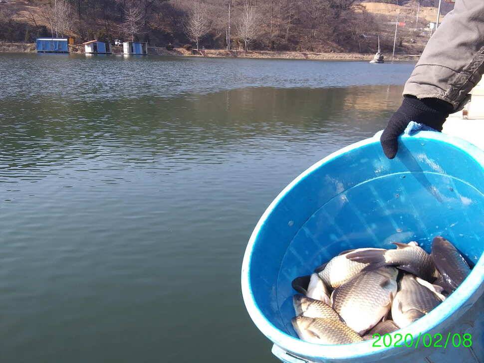 양평 수곡낚시터 붕어방류 및 주말 조황 (유료터정보 - 유료터점주조황)